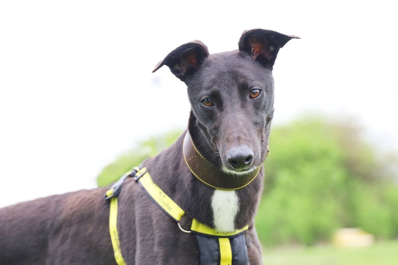 Syd is a handsome two-year-old Greyhound, who would be fine with older kids as long as they're comfortable around bouncy and playful dogs.