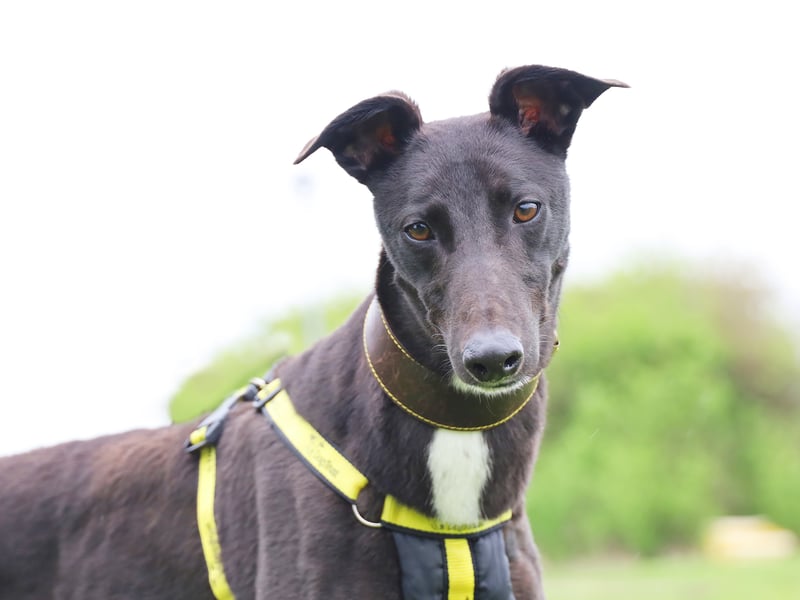 Syd is a handsome two-year-old Greyhound, who would be fine with older kids as long as they're comfortable around bouncy and playful dogs.