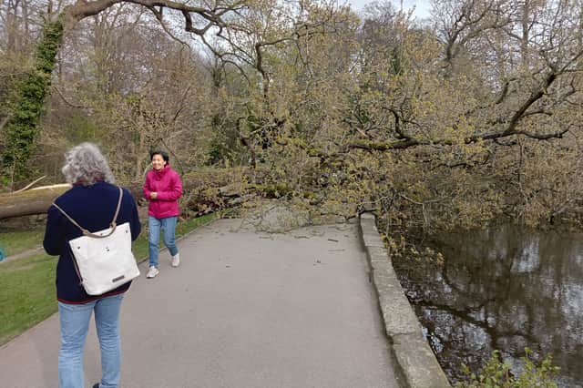 The fallen tree at Endcliffe Park, which hit the ground close to a bench where people were reported to be sitting. Picture: William Bradshaw