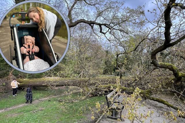 Sheffield mum Francesca Dodd, 25, had seconds to grab her daughter Lily and dodge out the way of a falling oak after it came crash to earth on Endcliffe Park.