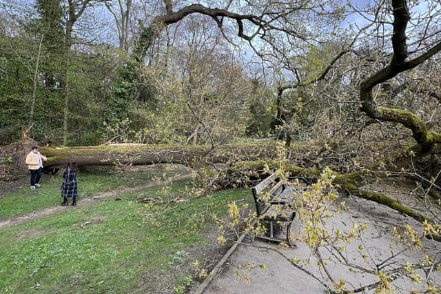 The tree in Endcliffe Park, Sheffield, South Yorkshire, is estimated to have been around 15 metres tall. If the bench where Fran had sat was around a metre to the left, it would have been crushed completely.