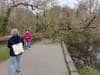 Endcliffe Park Sheffield: Shock as tree collapses in popular park, narrowly missing woman and child