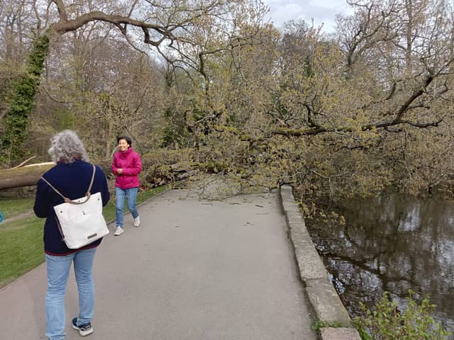 This tree fell in Endcliffe Park, Sheffield, close to were people were sitting, missing them by inches. Picture: William Bradshaw