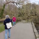 This tree fell in Endcliffe Park, Sheffield, close to were people were sitting, missing them by inches. Picture: William Bradshaw