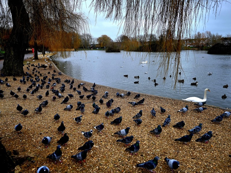 Baffins is a tranquil little getaway right in the heart of our city and is a great place to go this half term. You can take a walk around it and feed and ducks before heading over to the park or kicking a ball around in the neighbouring Tangier Park!