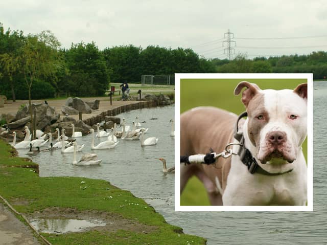 Owners are taking their XL Bullys to play together at Rother Valley Country Park at the weekend