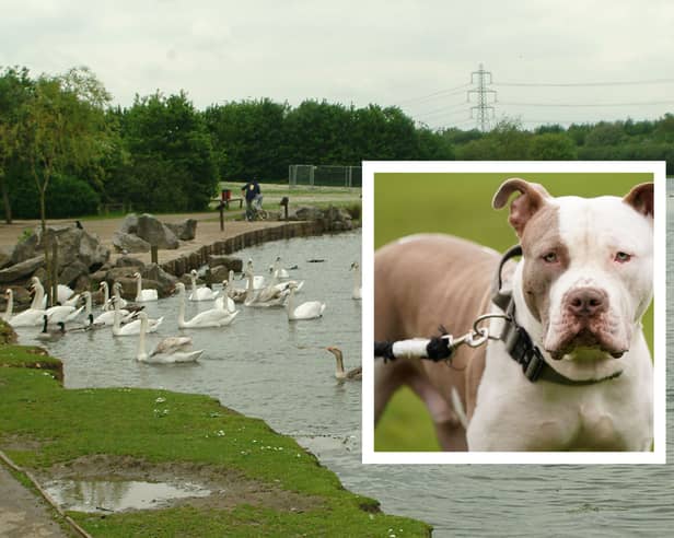 Owners are taking their XL Bullys to play together at Rother Valley Country Park at the weekend