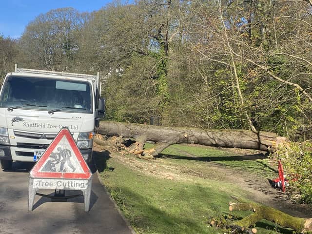 Sheffield City Council has removed a 15m tall oak in Endcliffe Park that fell to earth on April 14 and almost crushed a mum and her baby.