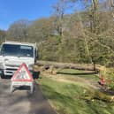 Sheffield City Council has removed a 15m tall oak in Endcliffe Park that fell to earth on April 14 and almost crushed a mum and her baby.