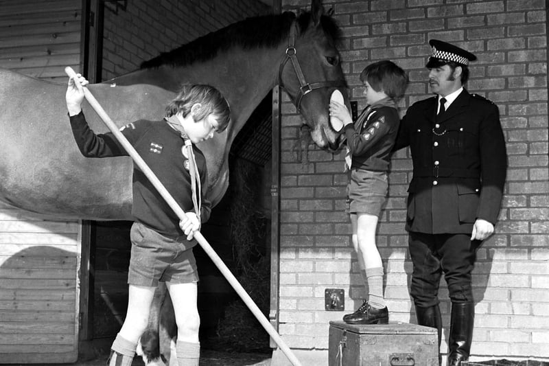 Cub scouts Ian and Jim of the 64th Waverley pack earn their bob-a-job mucking-out and grooming the horses at Fettes police headquarters stables in Edinburgh, April 1977.