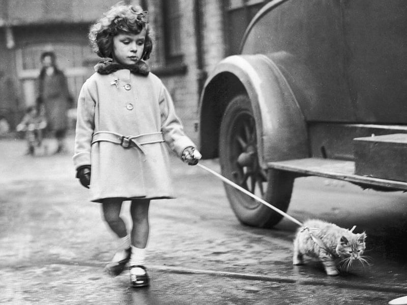 December 2 1931:  A young exhibitor arrives with her kitten on a lead at the National Cat Club show at Crystal Palace, London.  (Photo by Fox Photos/Getty Images)