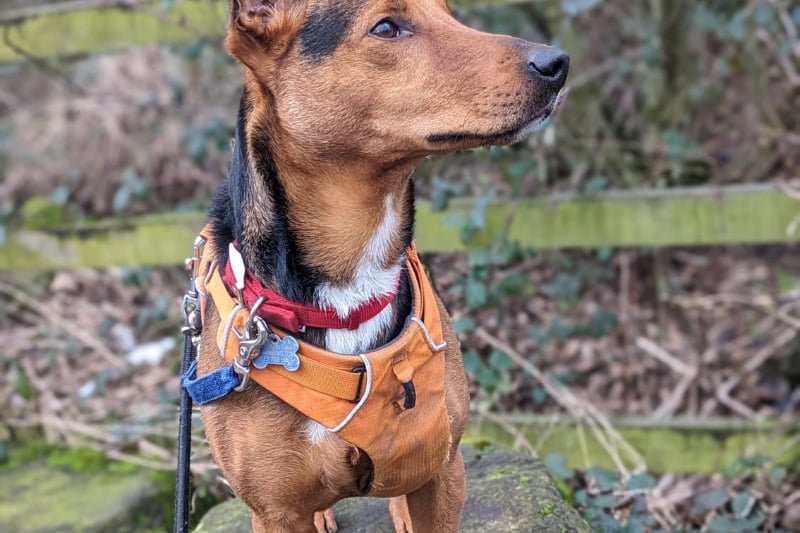 Three-year-old Harley is a Crossbreed who is super active and incredibly intelligent. It takes a lot to tire her out so she would enjoy a family who can give her plenty of enrichment.