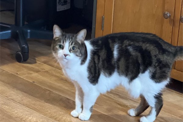 Nine-year-old Lara is an affectionate cat who prefers a fuss and cuddle over playing with toys. She would love to join a quieter, cat-savvy family with an interesting garden to explore.