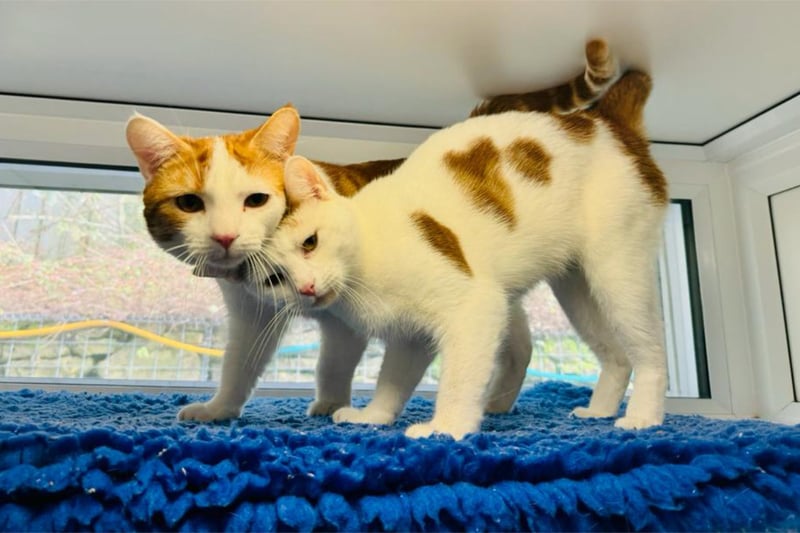 One-year-old Arthur and Molly are a closely bonded pair who are looking for a forever home together.