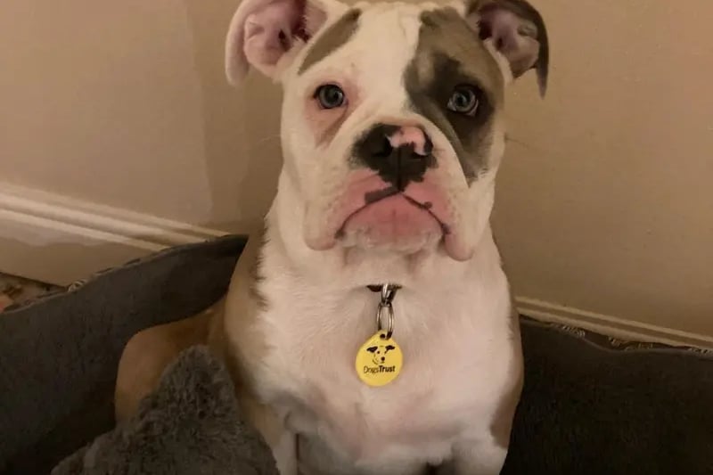 Nila is a 5 month old Bulldog looking for a training minded home to help her continue her puppy training. She will need her own secure garden. She is a very mouthy puppy so will need children over 14 years who can get involved with her training. She will need to be the only dog in the home while she continues her socialisation. She will need minimal leaving hours that can be built up gradually.