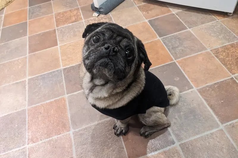 Jake is a 9 year old Pug looking for a home with more than one person as he can get anxious when left. He'll need minimal leaving hours that can be built up gradually. He will need to be the only dog in the home and also needs a cat free home. He can live with children over 11 years.