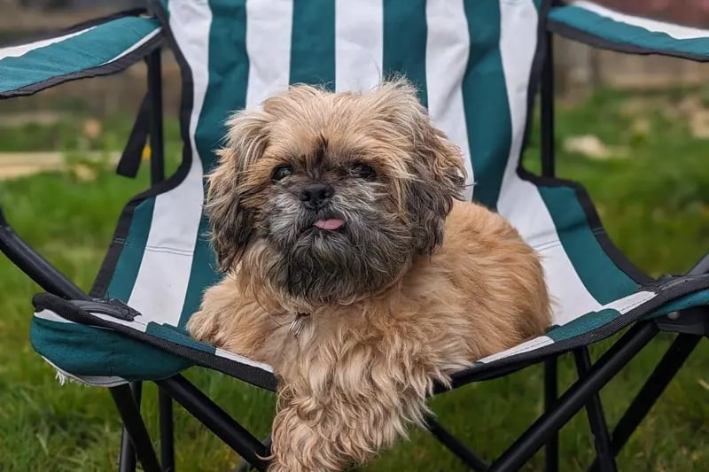 Marge is a 12 year old Shih Tzu looking for a home with her own garden to help with her housetraining. She will need to be the only dog in the home and will need a cat free home. She can live with children over 11 years and can be left for short periods once settled.