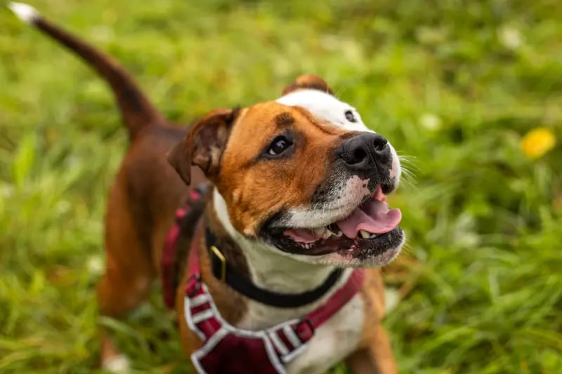 This beautiful girl is Cardi, who is a super friendly staffie that loves everyone she meets. She can live with children aged 15+ and needs an adult to walk her, as she can pull and does struggle around other dogs. For this reason, she will need to be muzzled and kept on a lead when out and about, but luckily she has been working really hard and is now fully muzzle trained! She will also need access to quiet walks or a family that is happy to use the car regularly to use secure fields. She will need to be the only pet in the home. Cardi was a little bit of a Houdini in her previous home, and so would need to be kept on a long line if her new home has a garden. But, it's not essential for her new home to have a garden. She will be your best friend in no time, and would benefit from owners that will create a calm environment and provide her with lots of enrichment to help her settle in. She is the perfect little side kick who loves to be around people so she doesn't miss out on all the fun.