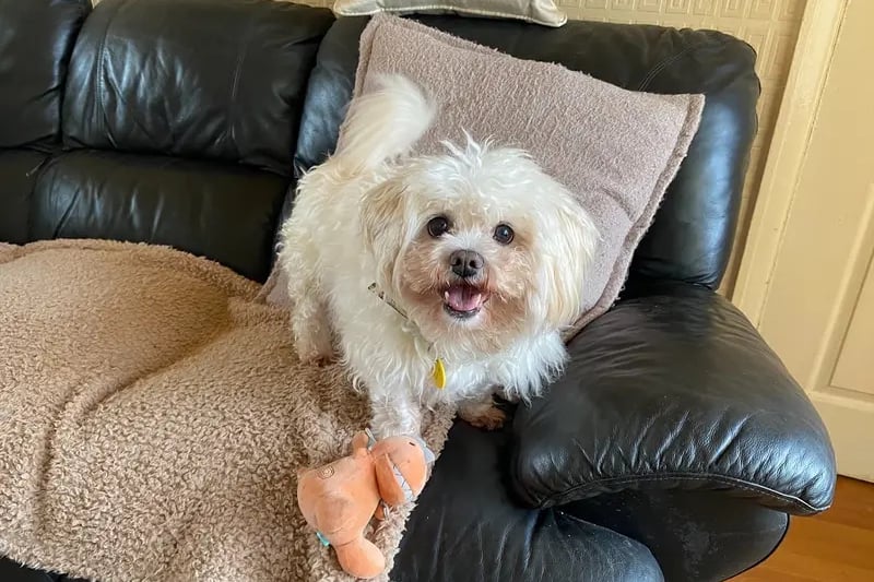 Fudge is a 12 year old Maltese who is looking for a home with his own secure garden. He is reactive to other dogs so needs a home in a low dog populated area and no visiting dogs to the home. He can chase cats so will need a cat free home. He can be left for a couple of hours once settled and can live with children over 14 years.