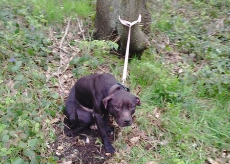 Sheffield dogs: Abandoned Staffy cross found tied to a tree in Hillsborough after cold night outside