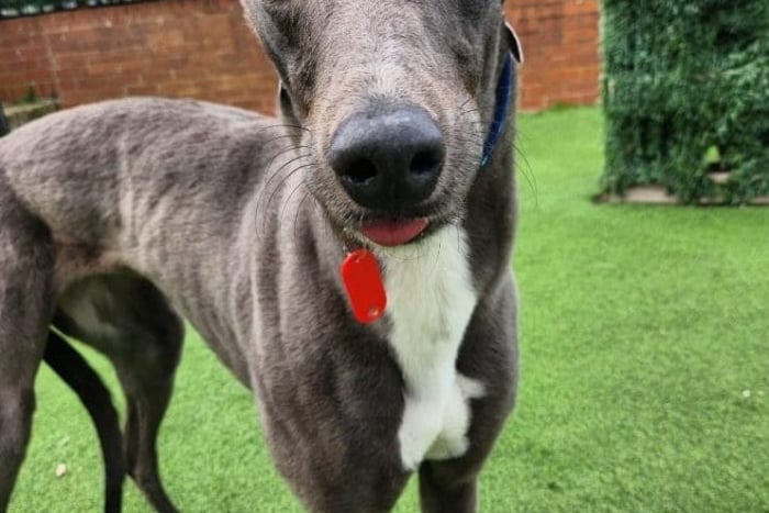 3-year-old Lola is a very quiet and loving dog, who is in need of a quiet home where she able to come out of her shell. Lola was previously an ex-racing Greyhound prior to coming to Thornberry. It would be possible for Lola to live with another dog and even children over the age of 10, given if everything was suitable.