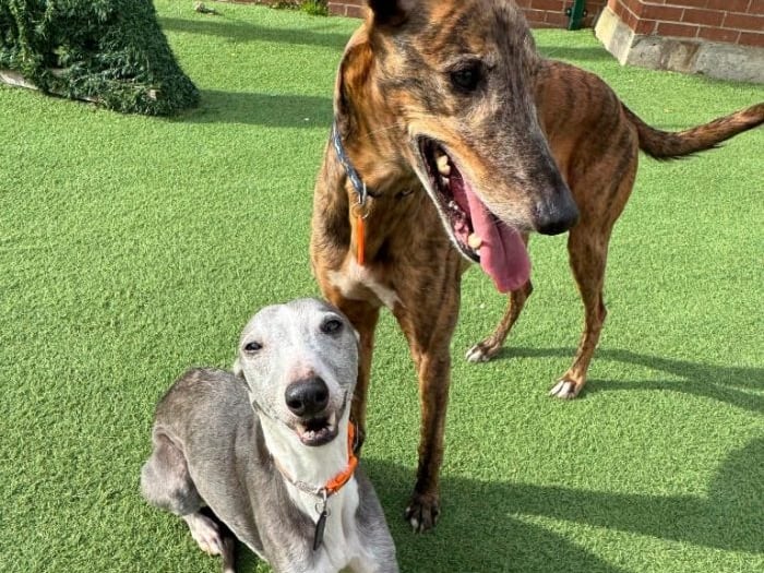 Blue and Jojo, aged 11 and 9, are a lovely little duo and will be rehomed as a pair. The whippet and lurcher are very friendly and affectionate, brilliant with everyone familiar and unfamiliar. They would be fine to live with children over the age of 10. Thornberry don't have much information regarding the pair, as their owner sadly passed away and they were brought to the shelter by the dog warden.