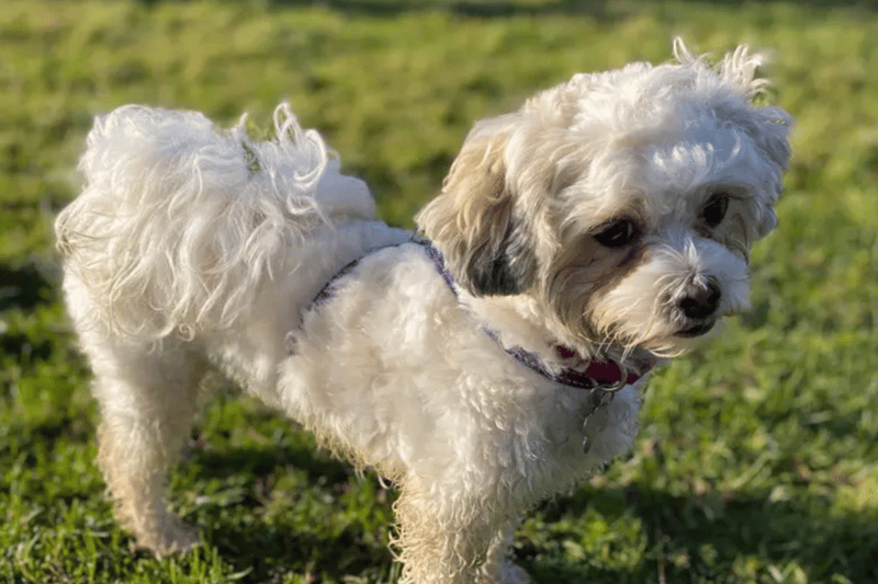 Georgie is a Bichon Frise, looking for a home in Liverpool with her friend Roly. They can't live with other pets and any children will need to be over the age of 16. Both dogs are house trained and can be left for two hours or so, but are used to having a crate. 