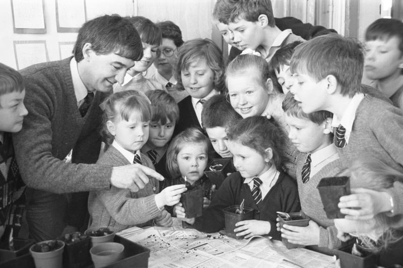 This one will grow on you. Grangetown Primary School pupils grew horse chestnut and other varieties of trees from seed with guidance from Peter Tate, forestry officer for Sunderland Council in March 1988.