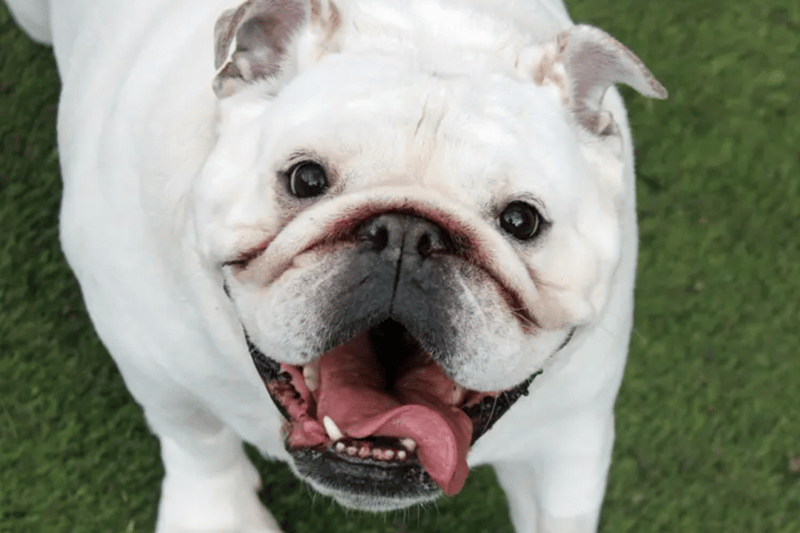 Maddie is a Bulldog who is looking for a home in Liverpool. She can live with children over the age of 12 but no other pets. She is house trained but since recent surgery she has been having accidents. Maddie can be left alone for a couple of hours once settled in.