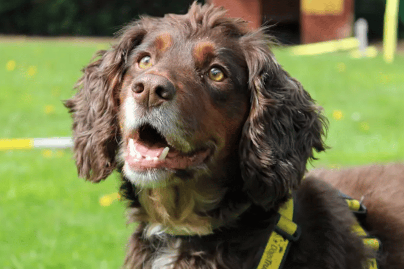 Dexter is a Cocker Spaniel looking for a home with his best friend Sadie. They will need to be the only pets in the home and any children will need to be over the age of 12. They are both house trained and once settled could be left for around four hours.