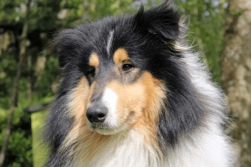 Quiggle is a Rough Collie who needs a home as the only dog and where any children are of high school age. Dogs Trust have no history for him and cannot guarantee that he is house trained or used to spending time by himself.
