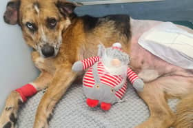 Zeus suffered a nasty break to his leg after he was hit by a car. An animal charity has helped to cover his vet fees after he had his leg removed, and is now hoping to find him a new home.