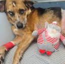 Zeus suffered a nasty break to his leg after he was hit by a car. An animal charity has helped to cover his vet fees after he had his leg removed, and is now hoping to find him a new home.
