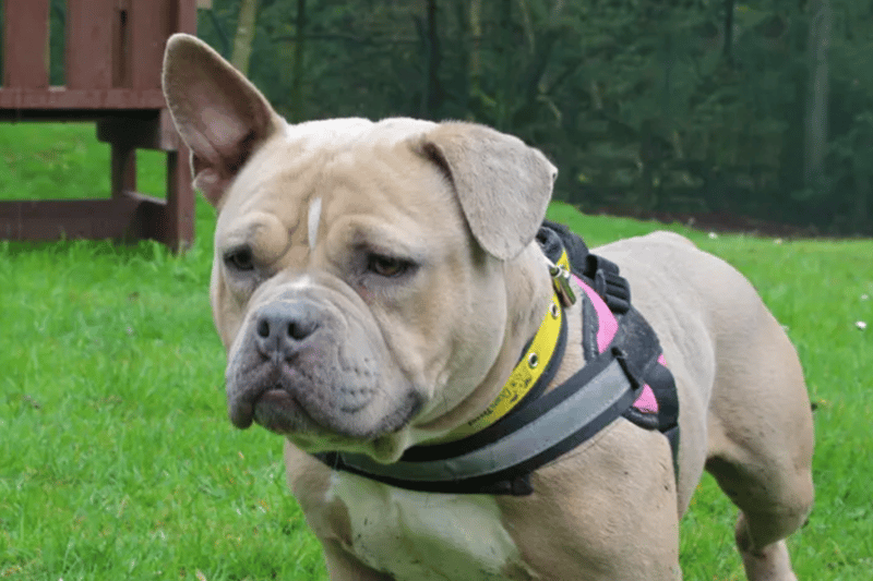Polly is an American Bully Pocket, up for for adoption in Liverpool. She will needs someone at home with her all the time whilst she settles in, and needs to be the only pet.