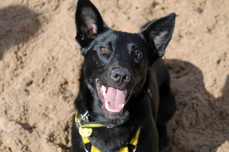 Lenny is such an amazing lad and going to bring so much fun to the family! He loves carrying and running around with his toys, a bonus if they are squeaky ones! He's full of energy and likes to keep his mind busy too. Mind activities and games will be a great outlet and past time for this little guy.