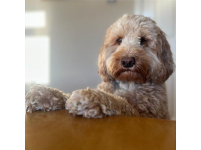The Dunfermline MSP said: "He's everything a dog should be. He's a companion, a friend and a ray of sunshine. He'd love the chance to share those skills with anyone else who needs a smile brought to their day."