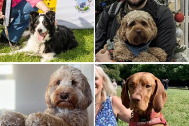 Some of the four-legged friends in contention for the title of Holyrood Dog of the Year 2024.