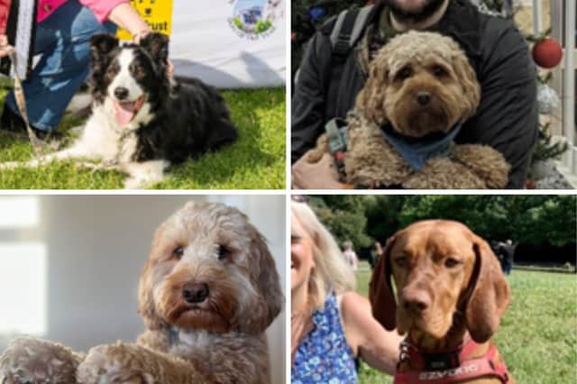 Some of the four-legged friends in contention for the title of Holyrood Dog of the Year 2024.