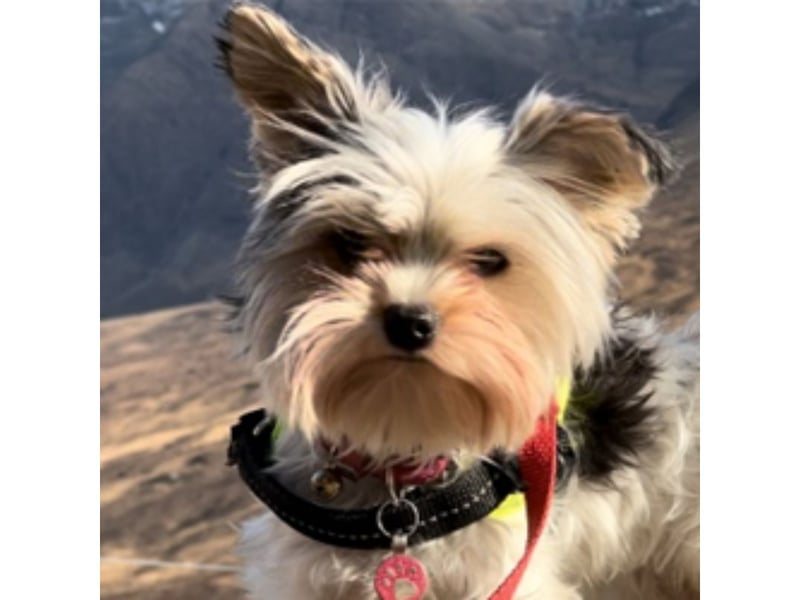 The Clydebank and Milngavie MSP said: "Heidi is already a princess."
