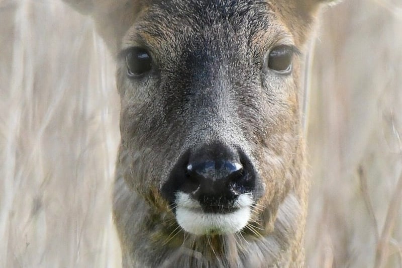 A stunning close up shot of a roebuck in Haslam Park.