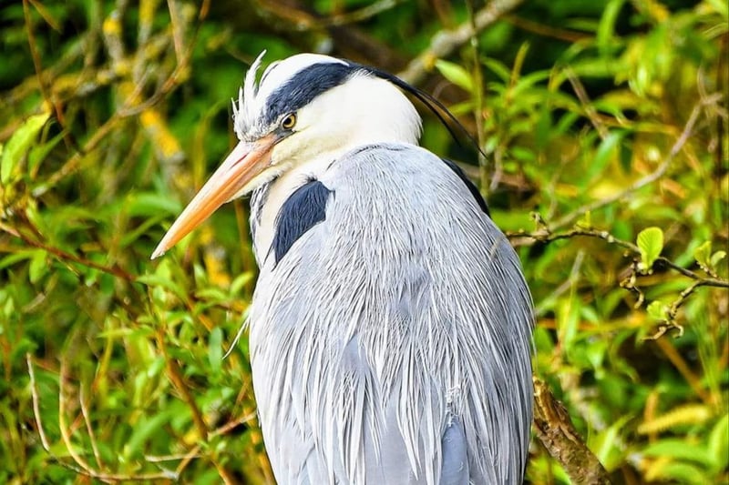 Adam Kean caught this great picture of a heron relaxing on a branch in Haslam Park in Preston.