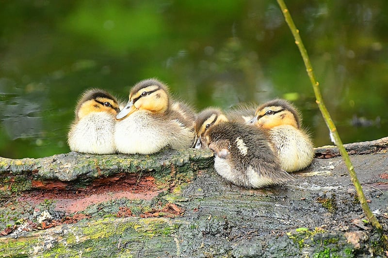 Andrew Bradley caught this adorable picture of ducklings sitting on a branch in Haslam Park.