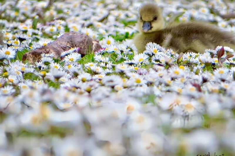A delightful picture of a gosling at Fairhaven Lake.