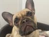 RSPCA Sheffield: Appeal for ‘life saving’ surgery for Coco the Frenchie who struggles to breathe