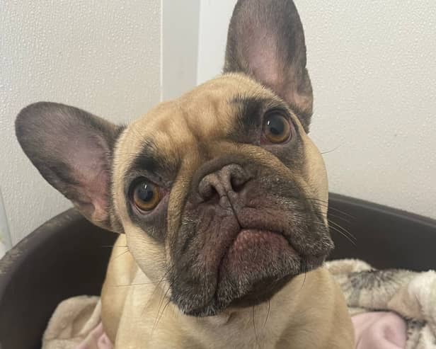 Coco had has a difficult life - that is until the RSPCA rescued her. Now she needs life-saving surgery so she can go on to be adopted. Photo: RSPCA Sheffield