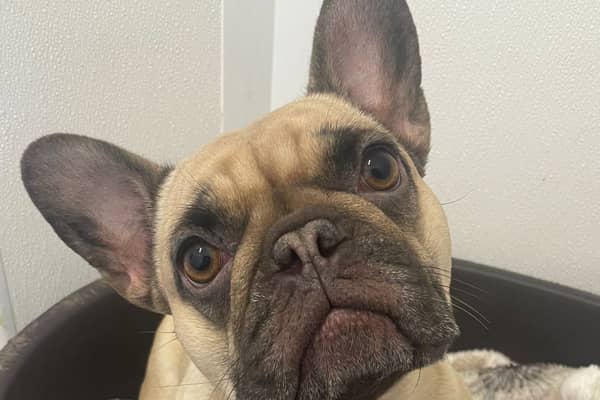 Coco had has a difficult life - that is until the RSPCA rescued her. Now she needs life-saving surgery so she can go on to be adopted. Photo: RSPCA Sheffield