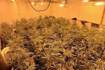 Cannabis plants were seized