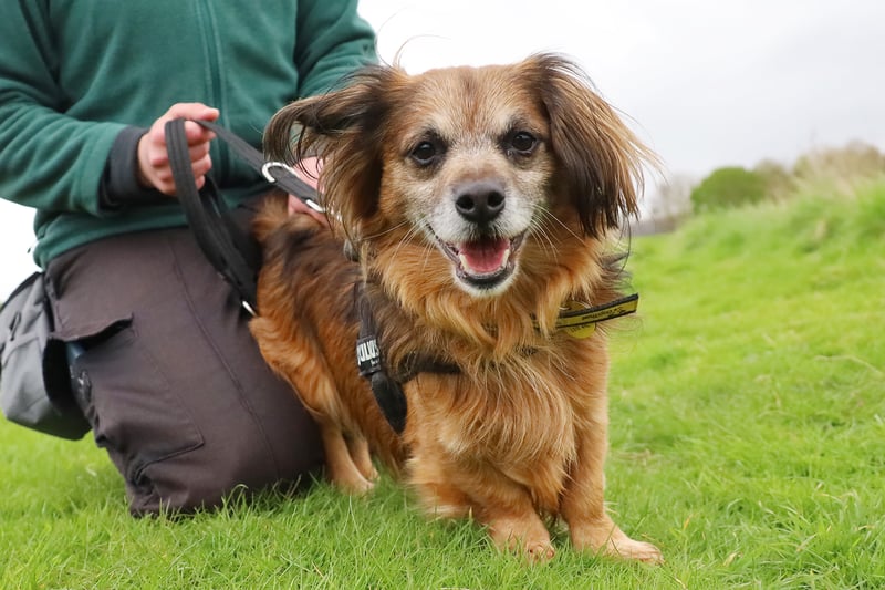 Eight-year-old Terrier Crossbreed Bud is currently looking for a forever home. He’s a really friendly boy who loves human company.