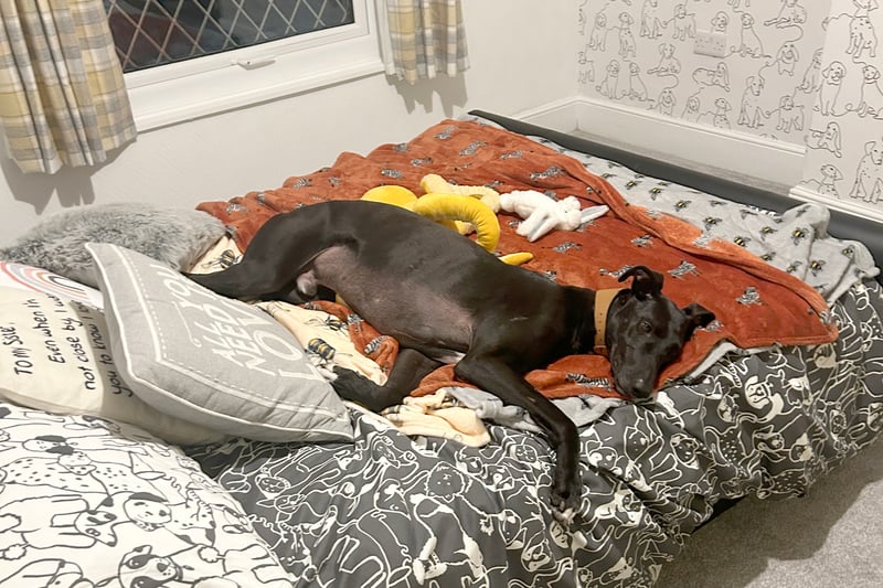 Domino, a 10-year-old Lurcher, has spent most of his life waiting to find his forever home, but has been enjoying weekend breaks to one of his handler's home recently. On his visits he has proven that he will settle perfectly into a home life.