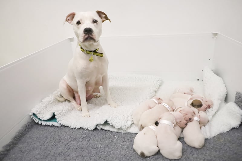 It was all hands on deck when the team took in a very special family! Leelah is a four-year-old Staffordshire Bull Terrier Crossbreed who found herself with an unexpected litter of 13 puppies. Her owner quite simply couldn’t cope and did the right thing by reaching out to Dogs Trust for help. Leelah and her family are now being cared for at the centre and everyone is doing well. Leelah will be returning to her owner and will be neutered to avoid any future accidents once the pups are old enough to be rehomed.